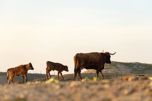 Coat and calf gazing on pasture at sunset