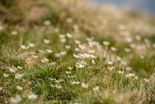 Flowers in Querol Lake in the mountain refuge in the Incles Valley, Canillo, Andorra.