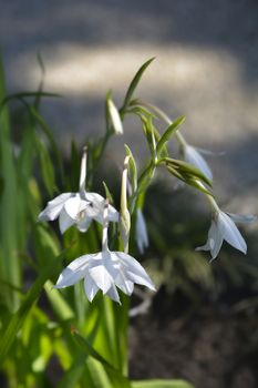 Abyssinian gladiolus flowers - Latin name - Gladiolus murielae