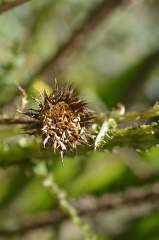 Sun daisy seed heads - Latin name - Berkheya radula