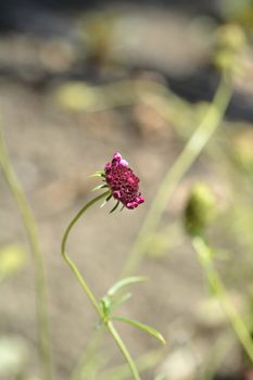 Pincushion flower Beaujolais Bonnets - Latin name - Scabiosa atropurpurea Beaujolais Bonnets