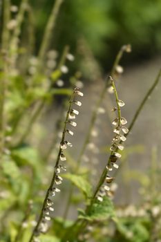 Somerset scullcap seeds - Latin name - Scutellaria altissima