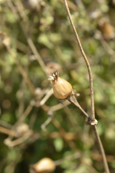 Campion seed capsules - Latin name - Silene paradoxa