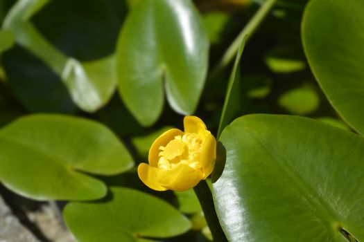 Yellow water lily - Latin name - Nuphar lutea