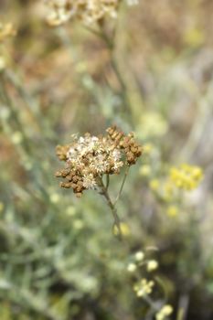 Italian everlasting seeds - Latin name - Helichrysum italicum