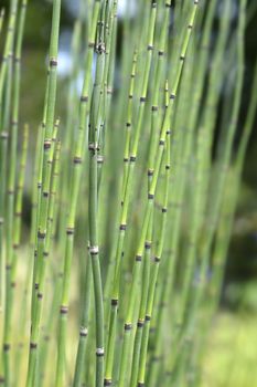 Scouring rush horsetail - Latin name - Equisetum hyemale