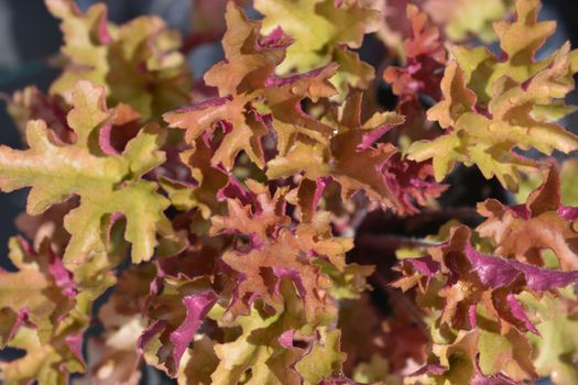 Coral Bells Marmelade leaves - Latin name - Heuchera Marmelade