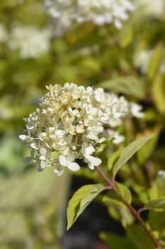 Paniculate hydrangea - Latin name - Hydrangea paniculata