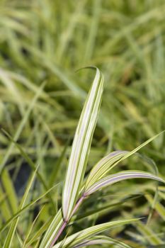 Hakone grass Aureola - Latin name - Hakonechloa macra Aureola