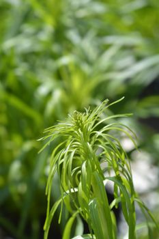 Prairie gay feather - Latin name - Liatris spicata