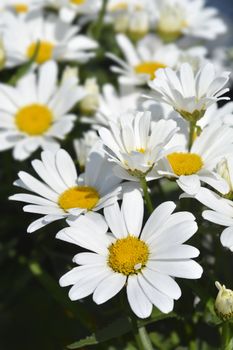 Shasta daisy flowers - Latin name - Leucanthemum maximum