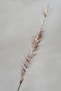 Fountain Grass Rubrum flower - Latin name - Pennisetum advena Rubrum