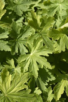 Rock cranesbill leaves - Latin name - Geranium macrorrhizum