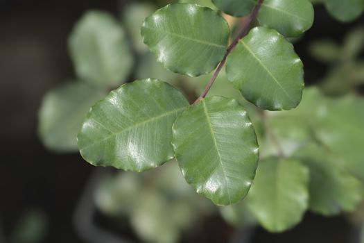 Carob tree leaves - Latin name - Ceratonia siliqua