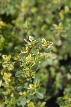 Bertram Anderson Thyme - Latin name - Thymus x citriodorus Bertram Anderson 