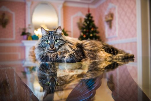 Norwegian forest cat portrait with bigfluffy muzzle inside interior house on Christmas