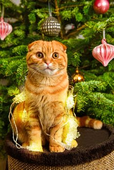 Beautiful Scottish Fold red cat is sitting near Christmas tree in light