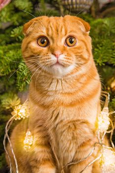 Red Scottish Fold red cat close up near Christmas tree in light