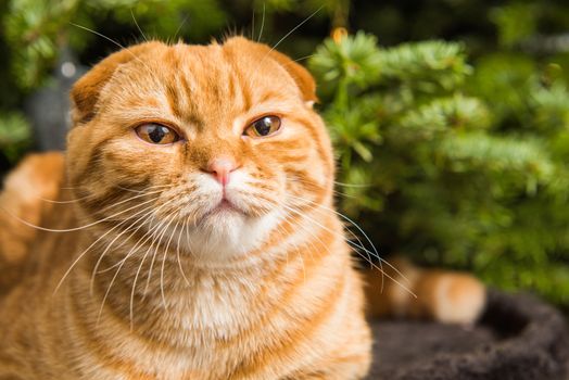 Red Scottish Fold red cat is sitting near Christmas tree