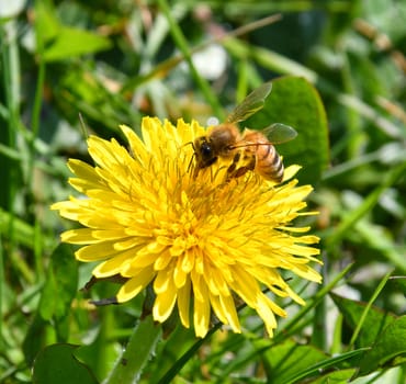 The bee collects nectar from the yellow flowers of the dandelion pollinates them