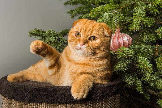 Red funny Scottish Fold red cat is playing near Christmas tree