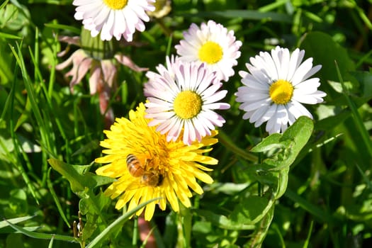 The bee collects nectar from the yellow flowers of the dandelion pollinates them