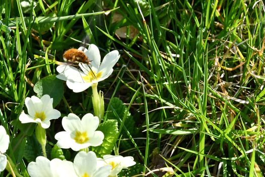 Insects settle on fragrant spring flowers in search of nectar