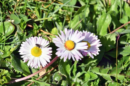 Insects settle on fragrant spring flowers in search of nectar