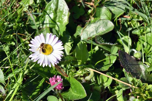 Insects settle on fragrant spring flowers in search of nectar