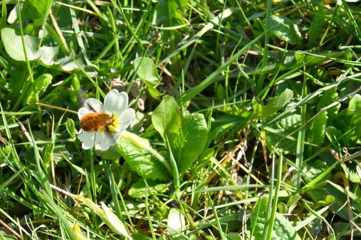 Insects settle on fragrant spring flowers in search of nectar