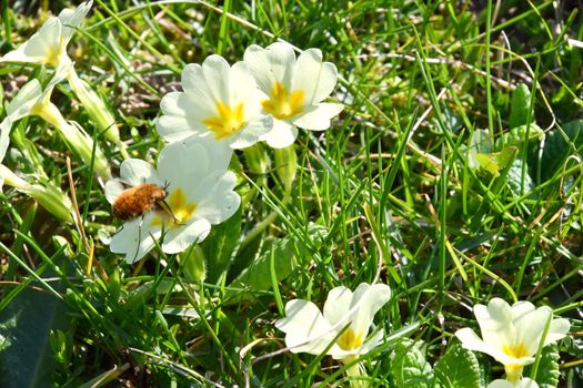 Insects settle on fragrant spring flowers in search of nectar