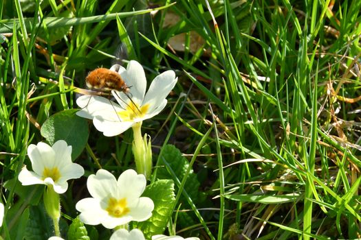 Insects settle on fragrant spring flowers in search of nectar