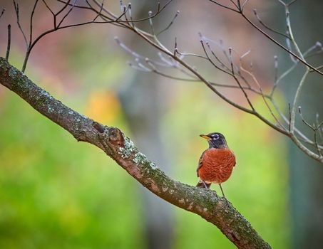 Colorful American Robin sitting in a Dogwood Tree.