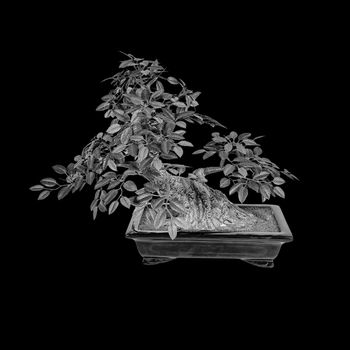 Bonsai tree isolated on a black background. The Japanese art. Black and white image
