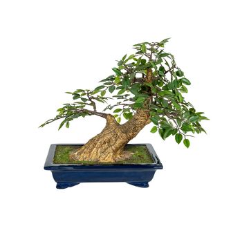 Bonsai tree isolated on a white background. The Japanese art.