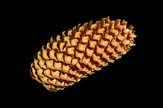 Big cone with pine or spruce tree. Isolated on a black background.