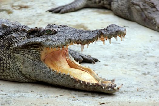 The head of a crocodile with its mouth wide open, blood on its teeth.