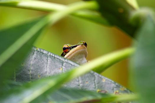 A frog is sitting on a green leaf. The head of a toad peeps out of the grass. Big eyes of a frog close-up macro shot.