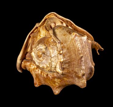 Sea shell isolated on a black background. Beautiful seashell close-up. Cassis cornuta, horned helmet