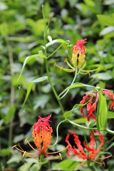 Red orchid on a background of tree leaves close-up. Tropical plant in the jungle of Thailand macro shot.