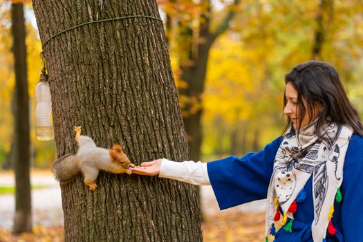 A squirrel sitting on a tree trunk takes nuts from a person's hand in an autumn park.