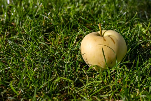 Harvest autumn. Yellow apple on green grass close-up. Natural sunlight in the early morning. Place for an inscription, copy space