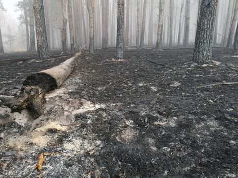 Forest fire and its consequences. Smoke black earth burnt. Burnt tree trunks and ashes. Charred branches.