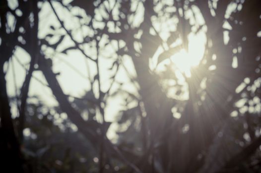 Morning Sunlight through tree leaves. Blur Forest Bush woodland environment in the foreground silhouette by back lit bright sunbeam. Beauty in nature Abstract Theme background image. Copy space.