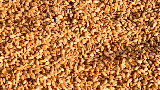 Seamless wheat grain texture pattern in morning sunlight. Natural dry raw organic food grain. Top view background. Dried breakfast cereal Macro shot. Closeup. Agriculture harvest concept.