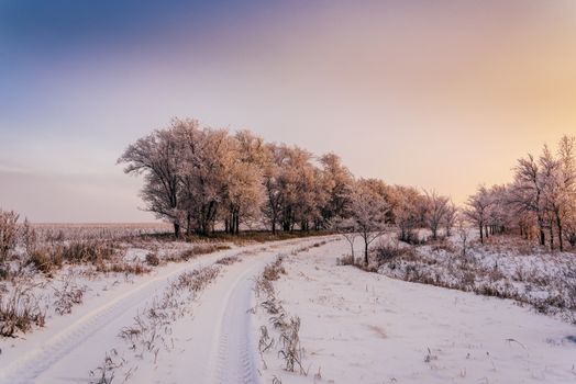 Winter road along trees covered with hoarfrost in sunset light