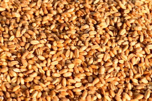Seamless wheat grain texture pattern in morning sunlight. Natural dry raw organic food grain. Top view background. Dried breakfast cereal Macro shot. Closeup. Agriculture harvest concept.