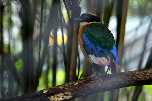 Bird exotic multi-colored tropical blue-red. Phuket Zoo Thailand. Bird in a cage.