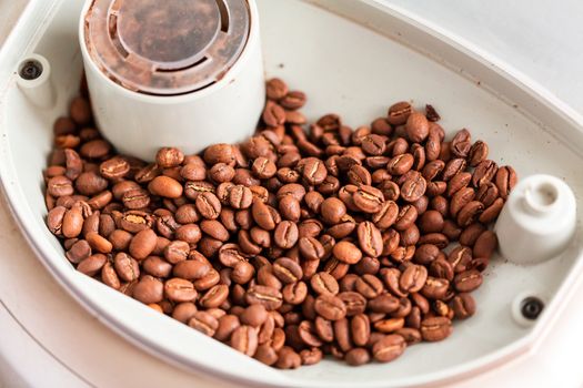Coffee beans into the coffee machine dispenser before preparing coffee.