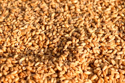 Seamless wheat grain texture pattern in morning sunlight. Natural dry raw organic food grain. Top view background. Dried breakfast cereal Macro shot. Closeup. Agriculture harvest concept.